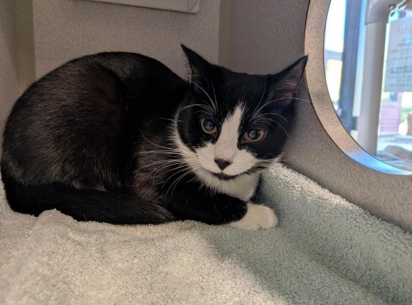 Miss Moo, Domestic Short Hair