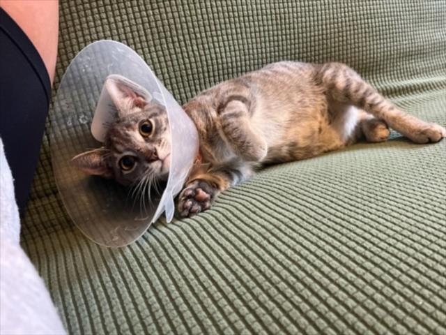 Cat Tales, Domestic Short Hair