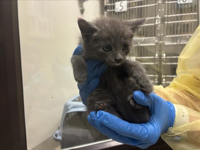Smithers, Domestic Short Hair