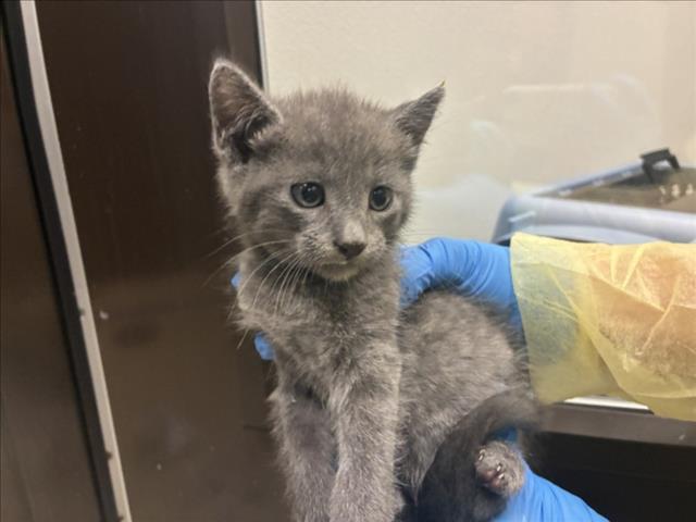 Millhouse, Domestic Short Hair