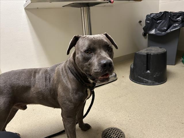 Draco, Pit Bull Terrier