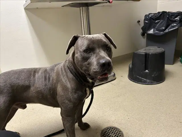 Draco - Pit Bull Terrier