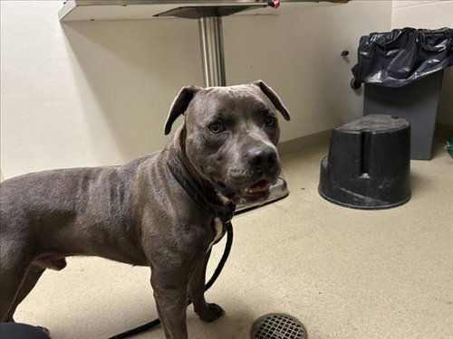 DRACO, a dog for adoption from Orange County Animal Services