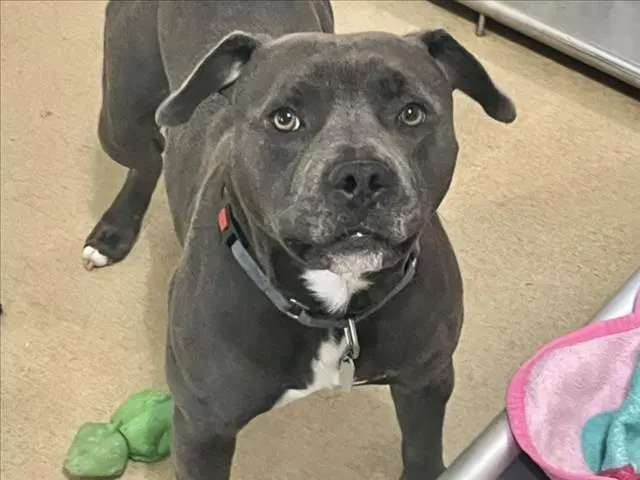 Draco - Pit Bull Terrier