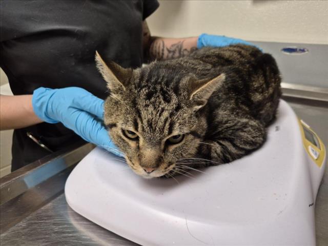 Toby, Domestic Short Hair