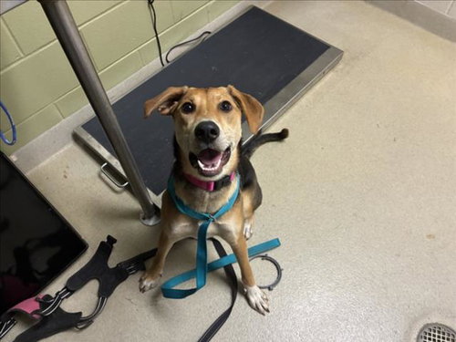 MOCHA, a dog for adoption from Orange County Animal Services