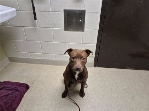 LITTLE BEAR, a dog for adoption from Orange County Animal Services