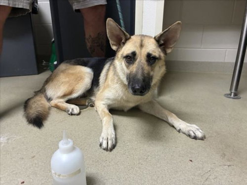 DUCHESS**, a dog for adoption from Orange County Animal Services