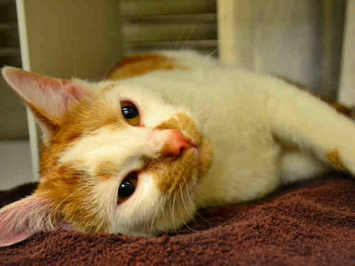 FERGUS, a cat for adoption from Orange County Animal Services