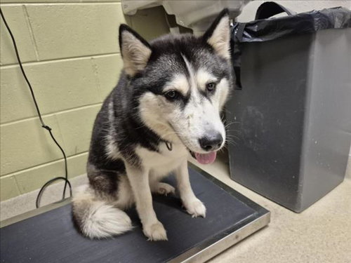 SAVANNAH, a dog for adoption from Orange County Animal Services