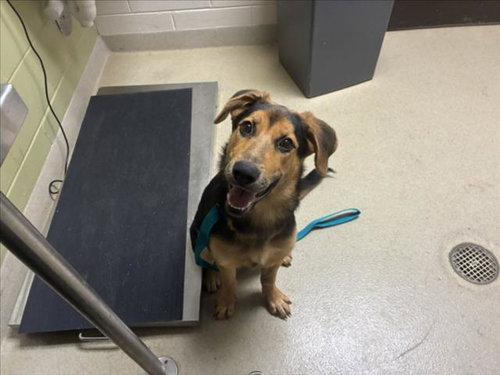 REINA, a dog for adoption from Orange County Animal Services