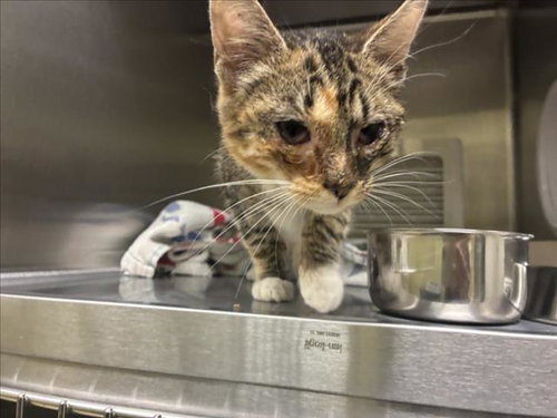 PORK CHOP, a cat for adoption from Orange County Animal Services