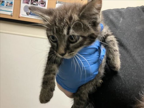 LIONUS, a cat for adoption from Orange County Animal Services