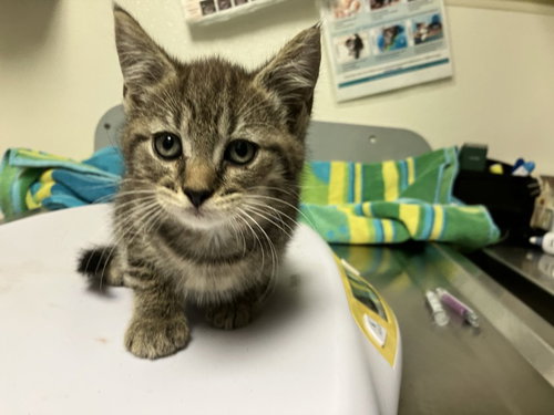 CHARLIE BROWN, a cat for adoption from Orange County Animal Services