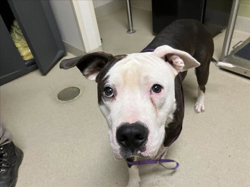 RAZZIE, a dog for adoption from Orange County Animal Services