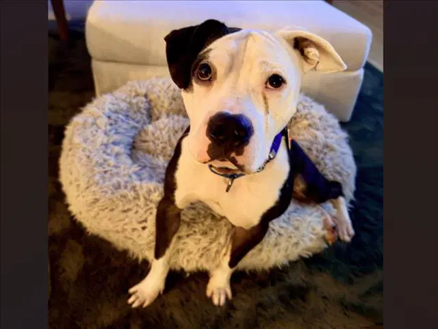 Razzie - Pit Bull Terrier