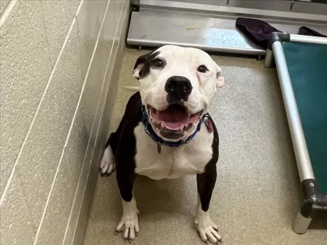 Razzie - Pit Bull Terrier