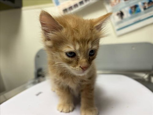 PUMPKIN, a cat for adoption from Orange County Animal Services