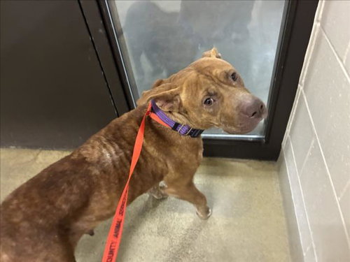 THALIA, a dog for adoption from Orange County Animal Services