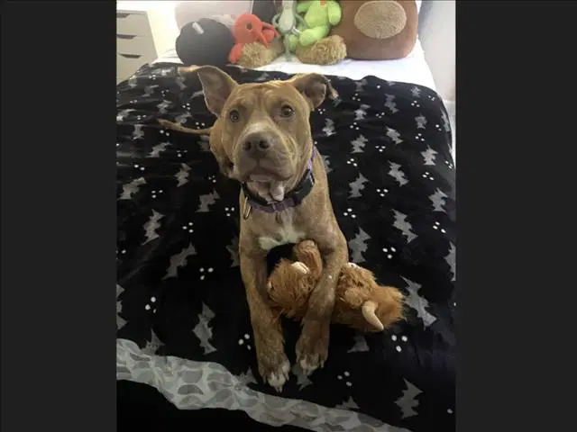 Thalia - Pit Bull Terrier
