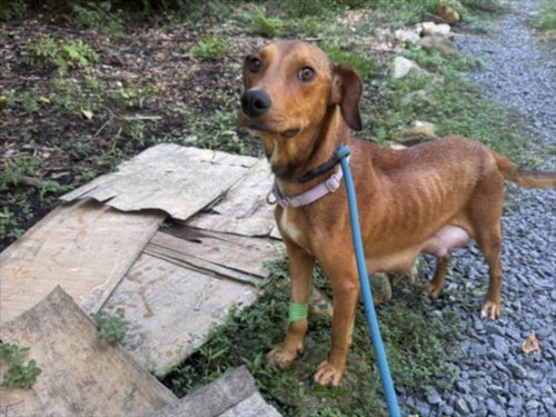 PIPPI**, a dog for adoption from Orange County Animal Services