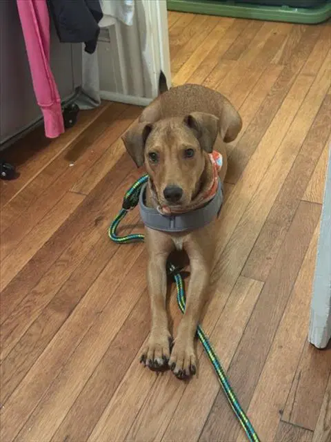 Pippi - Hound