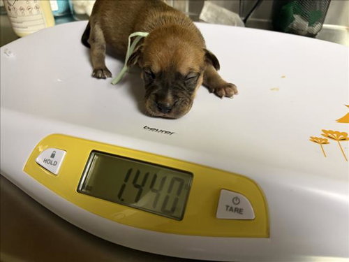 COCOA, a dog for adoption from Orange County Animal Services