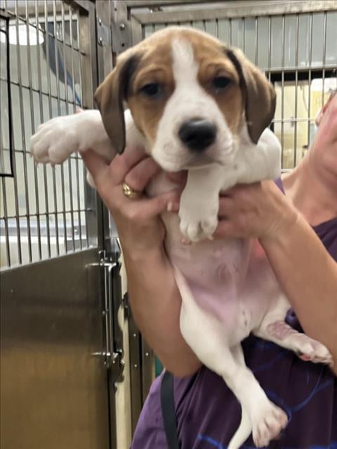 Mocha