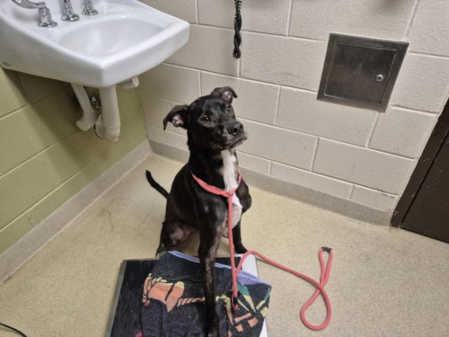 HAM, a dog for adoption from Orange County Animal Services