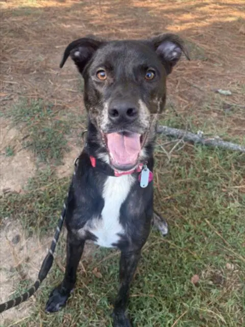 Ham - Labrador Retriever