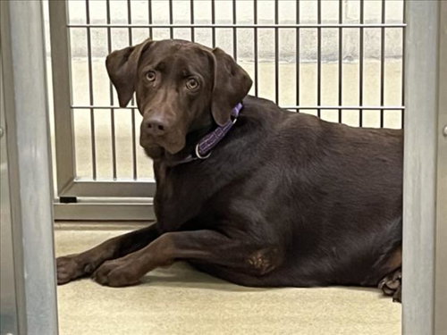 ELSA, a dog for adoption from Orange County Animal Services