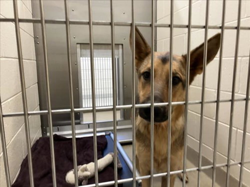 HEIDI, a dog for adoption from Orange County Animal Services