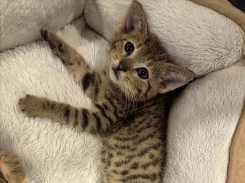 WALL-E, a cat for adoption from Orange County Animal Services