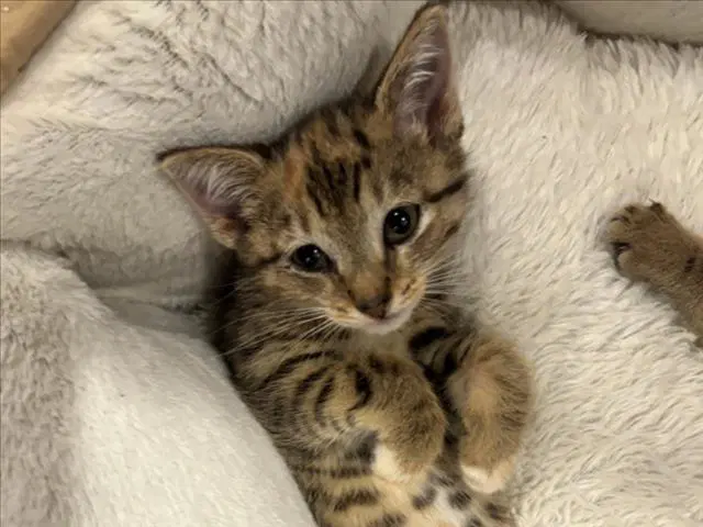 Eve - Domestic Short Hair