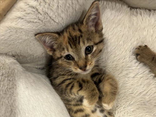 EVE, a cat for adoption from Orange County Animal Services