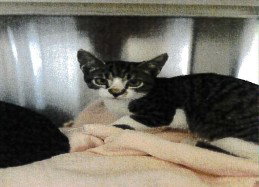 BONNIE, a cat for adoption from Orange County Animal Services