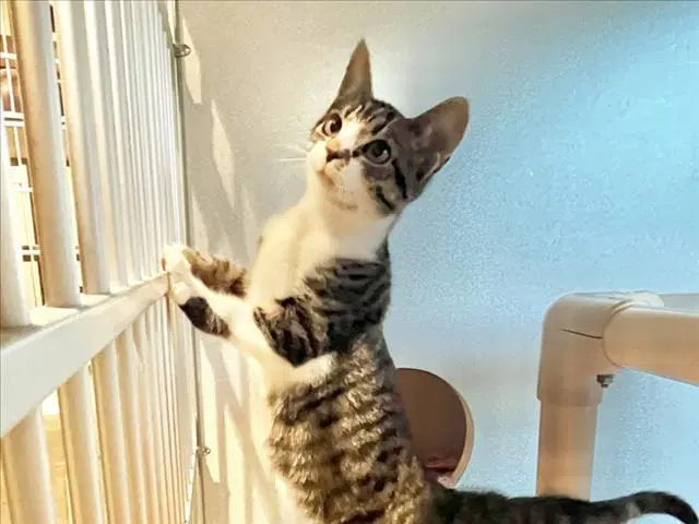Bonnie - Domestic Short Hair
