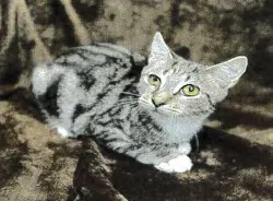Nightingale - Domestic Short Hair