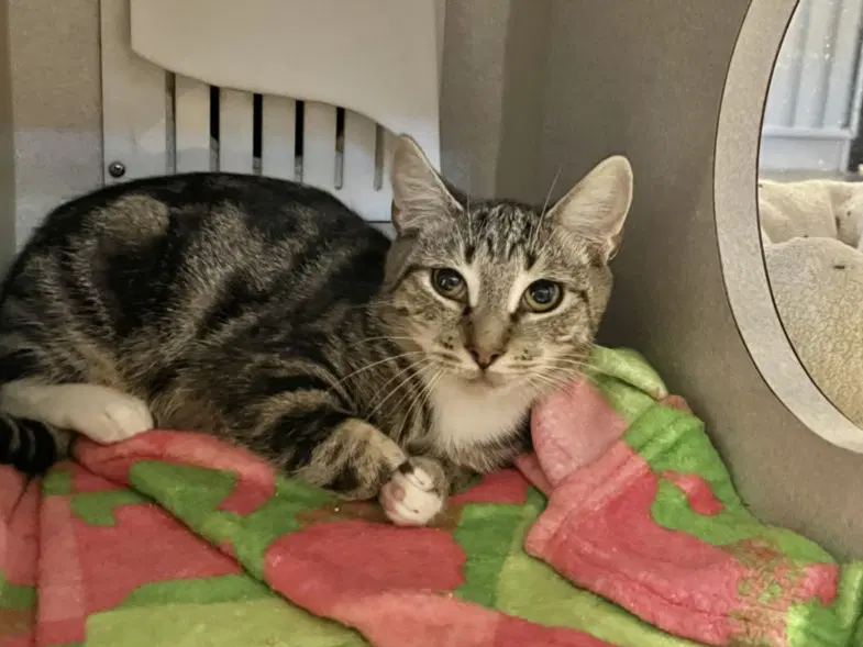 Nightingale - Domestic Short Hair
