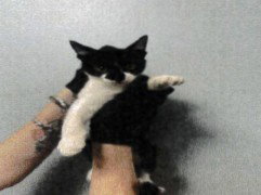 ROMEO, a cat for adoption from Orange County Animal Services