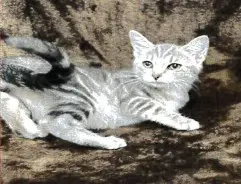Luffy - Domestic Short Hair