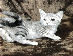 LUFFY, a cat for adoption from Orange County Animal Services