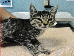 Strudel - Domestic Short Hair