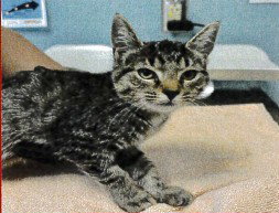 STRUDEL, a cat for adoption from Orange County Animal Services