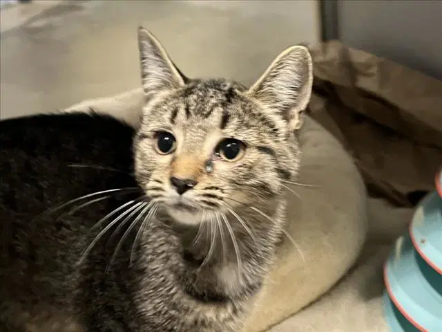 Strudel - Domestic Short Hair