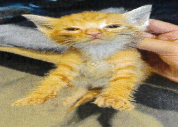 MR BIG GUY, a cat for adoption from Orange County Animal Services