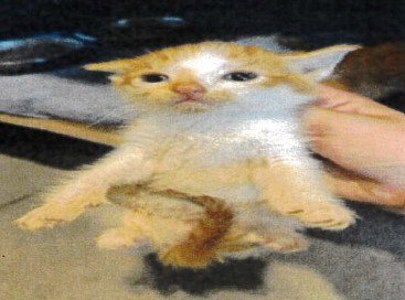 MR CUTIE, a cat for adoption from Orange County Animal Services