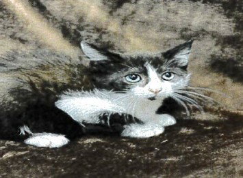 SNAP, a cat for adoption from Orange County Animal Services