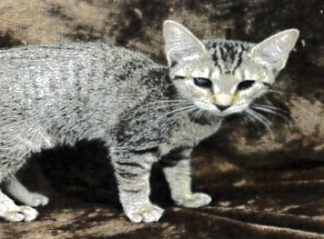 NAMI, a cat for adoption from Orange County Animal Services