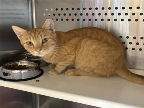 UNCLE JOE, a cat for adoption from Orange County Animal Services